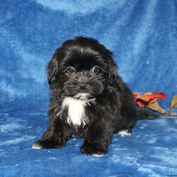 Xavier/Teddy Bear									Puppy/Male	/9 Weeks,Meet Xavier a handsome black first generation Shichon who is started on potty training and crate training. This cutie is started on potty training & crate training!  This little coal colored puppy will not have any health issues that will adversely affect their health. While other Teddy Bear Puppies may suffer from health issues as they age, this pup will have no predispositions to health concerns!  Each pup in this litter is up to date on shots and dewormer and vet checked! We offer the option for microchipping and a 1 Year Genetic Health Guarantee! 