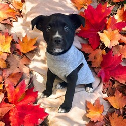 Adopt a dog:Snickers/Husky/Male/Baby,THE FOLLOWING PET IS BEING FOSTERED NEAR FORT COLLINS, CO!

Meet Snickers—The Sweetest Halloween Treat!

Just in time for Halloween, Snickers from the Candy Litter is here to sweeten your life! Born in mid-August 2024, Snickers’ story began with a heartbreaking start. After two mama dogs gave birth to 16 puppies, tragedy struck when both were intentionally poisoned while nursing. Sadly, one mama passed away, and though the other survived, she was too weak to care for her puppies. Thanks to the teamwork of multiple rescues, Snickers and his littermates were brought in as bottle babies and lovingly nursed back to health.

Now, Snickers is thriving and ready to find a forever family to give him the best life possible! He’s full of energy, chasing toys like he’s hunting for Halloween candy, but when playtime’s over, he’s always ready to snuggle up for some cozy cuddle time. Snickers is playful, sweet, and affectionate—he’s all treats and no tricks!

Currently being fostered in Fort Collins, CO, Snickers is eager to meet a family who will shower him with love and care. If you’re looking for a pup sweeter than any Halloween candy, Snickers is ready to be your perfect match! Could you be the one to give him his happily ever after?

OUR DOGS ARE FOSTERED IN TEXAS OR COLORADO BUT AVAILABLE FOR ADOPTION AND TRANSPORT OUT OF STATE. Read below for more information.

All of our dogs are located in a foster home in Texas or Colorado. Our dogs are transported to a predetermined location agreed upon by the rescue. The adoption contract and fee are finalized prior to transport. As a Mutts N Such direct adoption, the adoption interview/meet and greet occurs on video call (Skype, FB Messenger call, Facetime, etc.).

Our adoption fee is $350, plus transport (varies by location) if animal needs to be transported out of state. This fee includes all current vaccinations, deworming, a registered microchip, fecal analysis, spay/neuter for pets 6 months & older, and a heartworm test if over 6 months old. All dogs will be current on flea/heartworm prevention. A health exam will be completed and a certificate issued by a veterinarian within 10 days of departure for out of state adoptions.  

If you are interested in adopting, please complete our application:

https://petstablished.com/adoption_form/57167/generic

Note: MNS reserves the right to deny any application that is deemed unsuitable for the animal. Please be aware that our animal adoptions are NOT on a first come- first serve basis. Our sole purpose is to find the best possible home for the animals that fall under our care.