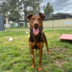 Northern/Australian Kelpie/Female/2 Years 1 Month,Hello there, I'm Northern! I'm a young and energetic Australian Kelpie girl, almost two years old and raring to go on adventures with you. I'm a high-energy type of gal, always ready to play, run, and learn new things. I've been told I'm a quick learner, always eager to discover and understand the world around me. Life's a game and I play it with passion and vigor. I would love to have a human who can join me in my daily explorations and experiences. Are you up for it? I promise to make it worth your while with my playful antics and heartwarming companionship. Being an Australian Kelpie, I need a home with someone who understands and appreciates my breed. I require both physical and mental stimulation, so someone working average work hours would be perfect. We'd have plenty of time to bond and I promise to keep you entertained! I will need to be the only dog in the home as I have not had much expose to other dogs and I find them a bit scary at the moment. Children in the home will have to be older and calmer as I am still learning about life and a home with some routine and predictability is exactly what I need. Requirements: If you think I could be the pretty fun loving girl for you, please head into the shelter today to say hi!!