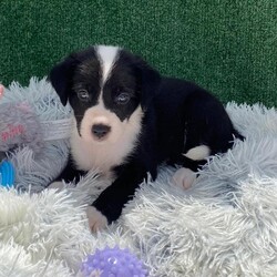 Adopt a dog:Ode Aura/German Wirehaired Pointer/Female/Baby,Puppy Alert!  Ode Aura is 6 weeks old, and we expect her to be about 35 lbs fully grown.  She has beautiful soft fluffy fur and her eyes are just amazing.  It is like she looks into your soul and grabs your heart at the same time.    

Ode's Mom, Aura, was rescued from a desolate area in the forest where she was dumped after being someone's pet.  She was very lucky to be found as there are no food sources where she was left.  A friend of our rescue brought her to us and agreed to foster while we looked for a home.  Aura was obviously pregnant when she arrived, so we waited for babies and were not disappointed!.  

Ode Aura is an outgoing, happy typical puppy and wants nothing more than to snuggle with our workers and play with her friends.  She will do well as an only pup or an addition to a home with a doggy present already.  She is great with other dogs, cats and kids.  

Our rescue is in Puerto Rico.  We have over 600,000 roaming dogs on island at any given time, so we are looking for a home in the states.  These puppies will be ready to fly any time after December 30, 2024.  We are busy getting them fully vaccinated, microchipped, spayed/neutered and socialized so they can come to their families happy and healthy.  Once adopted, we will fly them to an airport near you for pick up.  We take care of the cost of flying your pup to you.   

If you are interested in our baby, please fill out an application and we will reach out to chat and get you approved.  

https://www.theluvingpawsfoundation.org/adoption-applicatio