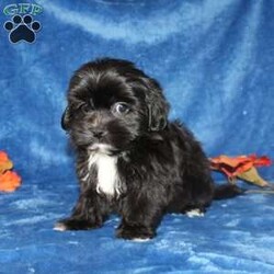 Xavier/Teddy Bear									Puppy/Male	/9 Weeks,Meet Xavier a handsome black first generation Shichon who is started on potty training and crate training. This cutie is started on potty training & crate training!  This little coal colored puppy will not have any health issues that will adversely affect their health. While other Teddy Bear Puppies may suffer from health issues as they age, this pup will have no predispositions to health concerns!  Each pup in this litter is up to date on shots and dewormer and vet checked! We offer the option for microchipping and a 1 Year Genetic Health Guarantee! 