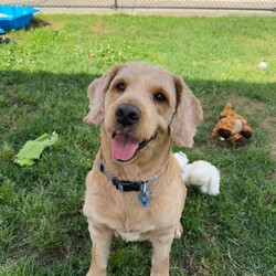 Adopt a dog:Flash/Poodle (Standard)/Male/3 Years 6 Months,Hi! I'm Flash! I'm a super cute poodle cross who is on the search for a new home! I'm a very timid man and will need a quiet home where people can build up my confidence and let me flourish as the sweet and friendly man we know I can be! I'm a medium energy dog, I'm carrying a couple of extra pounds and expect to show a more playful and exuberant side as I settle in and slim down. I love my people, but need a calm and quiet house, so I will need an adult only home to provide me with a nice predicable home life. I will also need to be the only dog in the home, however I might be suitable for cats or other pets if given my own space. I have a real fondness for toys and cream cheese! Requirements: Flash is such a sweet and lovely boy, and we're sure he'll be very popular! We're looking for the perfect home for him, if you think that's you please apply for him through Exceptional Owners! **If you are interested is giving this wonderful pet a home please visit our website and complete an expression of interest  Love and puppy kisses, Flash!