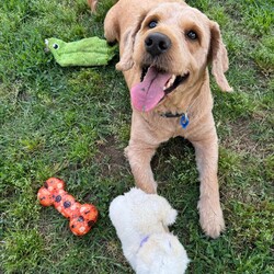 Adopt a dog:Flash/Poodle (Standard)/Male/3 Years 6 Months,Hi! I'm Flash! I'm a super cute poodle cross who is on the search for a new home! I'm a very timid man and will need a quiet home where people can build up my confidence and let me flourish as the sweet and friendly man we know I can be! I'm a medium energy dog, I'm carrying a couple of extra pounds and expect to show a more playful and exuberant side as I settle in and slim down. I love my people, but need a calm and quiet house, so I will need an adult only home to provide me with a nice predicable home life. I will also need to be the only dog in the home, however I might be suitable for cats or other pets if given my own space. I have a real fondness for toys and cream cheese! Requirements: Flash is such a sweet and lovely boy, and we're sure he'll be very popular! We're looking for the perfect home for him, if you think that's you please apply for him through Exceptional Owners! **If you are interested is giving this wonderful pet a home please visit our website and complete an expression of interest  Love and puppy kisses, Flash!