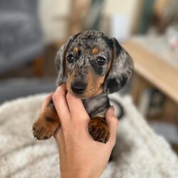 Adopt a dog:KC Small Miniture Dachshund/Miniture Dachshunds/Mixed Litter/2 months,READY NOW
VIEW AND COLLECT, FULLY VACCINATED!

Part way delivery & Channel Islands available!

I am delighted to be advertising 3 Beautiful Kennel Club registered pups coming from 3 generations of quality bred Dachshunds! Mum is a small 3.5 Kg so it’s unlikely these will be much bigger in-size fully grown, PRA Clear!

This litter is off Lady Lulu who is very much a part of the family, she lives with my self her mother and my 5 year old daughter. Lulu is a delight to be around she is fantastic with children other dogs and dad to day life in general.
All pups are extremely well socialised and have plenty of attention from my daughter, niece and plenty of friend’s children.

Pups are on hard food and started their toilet training already, All pups will be vet checked, have their first lot of injections and microchipped. They will come with a Puppy pack with all information needed and Kennel Club papers, 4 weeks insurance, food and blanket with mums smell.

Available

1 Silver Dapple Female

Contact any time for more information.