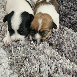 Adopt a dog:4 week old girl pups looking for forever homes/Terrier/Female/4 weeks,2 girls terriers looking for there forever homes mother can b seen wormed up to date microchip and 1st injectio