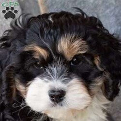 Trucker/Cavachon									Puppy/Male	/9 Weeks,This little guy will stick by you through anything! With his fluffy coat and friendly loving ways you’ll have hours of fun together!