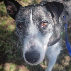 Adopt a dog:Alice/Irish Wolfhound/Female/2 Years 1 Month,Hello there! My name is Alice and I am a charming Wolfhound lady. I have a moderate energy level which means I love both playtime and relaxation. I'm also a smart cookie, so I need a family who can help me learn about life every day. I promise, our training sessions will be fun!  I would prefer a home where I can be the star, which means I'd love to be your only pet. I can't wait to be your loyal companion, we'll have so many adventures together! I'd do best in a home where someone works average hours so I won't be alone too much. I'm looking for a family with kids aged 12 and up, someone who can understand my needs and shower me with love. I promise to return the love tenfold! Let's make unforgettable memories together. Can't wait to meet you! Love, Alice xx Requirements: