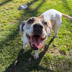 Adopt a dog:Katie/Mastiff/Female/6 Years 6 Months,Hello, I'm Katie, a lovely 6-year-old Mastiff gal with a heart full of love. I’m looking for a forever home where I can be the queen of the castle as the only pet. I'm a gentle giant who's past the puppy stage, so I won't need much training. I promise to be the best couch companion and the most loyal friend you'll ever meet. I would thrive in a home where someone works regular hours and can provide me with a secure outdoor space, like a fenced backyard, where I can bask in the sun and roll in the grass. Although I'm a big girl, I have a mild temperament and would be perfect for a household with older dog experienced children. I’m not fussy or demanding – all I ask for is love, a few daily walks, and a cozy spot to snooze. I enjoy watching the birds but can be a little too enthusiastic with them, so I'm not suited to a home with pet birds. I’m looking forward to spending my days making you smile, receiving pats, and giving you all the love I have to offer. Can you provide a loving home for a big-hearted girl like me? I promise to fill your home with doggy love!