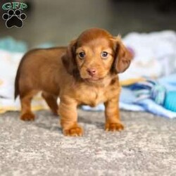 Kane/Dachshund									Puppy/Male	/7 Weeks,Meet Kane! He is an incredibly sweet and loveable AKC registered Miniature Dachshund puppy. He loves if someone spends time to play with him or gives him belly rubs. Dachshunds make wonderful family pets, they are known for their lively and courageous nature, they are often described as intelligent, curious and independent dogs. We hope to find a family that will love Kane as much as we do!