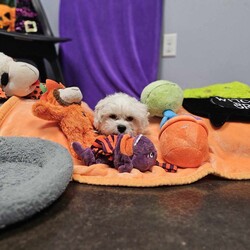 Adopt a dog:Newman/Maltese/Male/Adult,Newman is a small, sweet boy with a gentle and playful demeanor. He loves to collect toys and sit in his bed with them. 
He likes attention but is happy to be independent in his spot with his toys.