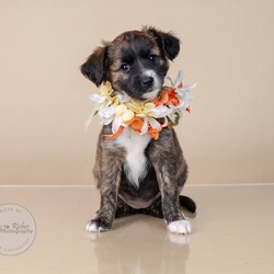 Adopt a dog:Flora/Terrier/Female/Baby,Meet Flora!

Adoption Fee: $549

Adoption Application - Copy & Paste

https://forms.gle/FmtRtYxQNnemdkdw9

This beautiful little girl is currently only 8 weeks old and full of puppy love. Flora's mother is a small terrier mix, weighing only 13 pounds, but we’re not sure who his dad is. She was born in our foster home after we rescued mom while she was pregnant. Flora has grown up in a loving environment, surrounded by care and affection, and now she’s ready to find her forever home. After adoption she can arrive in the New England area on Thursday, November 21, and she would love to go home to her new family.

Could Flora be the perfect addition to your family? Don’t miss your chance to bring home this sweet, playful puppy!

There are 2 boys and 1 girl in this litter available for adoption. (Finn, Flora & Frankie)

Here's the adoption application, please copy & paste.

https://forms.gle/FmtRtYxQNnemdkdw9

**To see all of our pets available for adoption, please copy this link.

https://www.petfinder.com/search/pets-for-adoption/?shelter_id%5B0%5D=AL450&sort%5B0%5D=recently_added

Paws of Dixie Animal Rescue adopts in the New England area. Our adoption fee includes the spay/neuter, up to date shots, Microchip, Alabama Health Certificate, and the transport service to get the new family pet to you.

The pets are delivered by a licensed transporter.

PDAR.info@gmail.com

COMPLETED APPLICATIONS TAKE PRECEDENCE OVER INQUIRIES. If you are interested in adopting, the FIRST step is to complete an application.

Please be advised that our volunteers are busy rescuing, transporting, and caring for our animals. We will respond to your application as soon as possible. Upon review of your application, the rescue in AL will contact you, so you can ask any specific questions that you may have.

NOTE: All Paws of Dixie animals are located in AL foster homes. They will be transported north after adoption.

If there is more than one decision maker in the home, all of them should be in agreement.

We DO NOT adopt to anyone under the age of 21