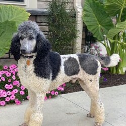 Parker/Bernedoodle									Puppy/Male	/7 Weeks,Parker is a fluffy and friendly Bernedoodle puppy who loves to play! This cutie is socialized, family raised, and ready to meet you. Parker has been seen by a vet and is up to date on shots and de-wormer, plus the breeder provides a 30 day health guarantee as well as an extended genetic health guarantee when this wonderful pup heads home. Hear more about Parker and schedule a visit by calling Rebecca Blank today!