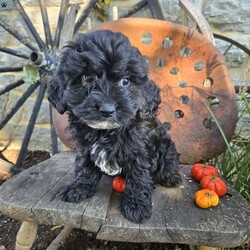 Lil Grizzly/Cavapoo									Puppy/Male	/9 Weeks,Lil Grizzly will be the perfect addition to your home. He is playful and attentive. He is good with children and other pets. Check him out soon. 