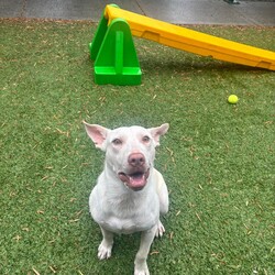 Adopt a dog:Albie/American Staffordshire Terrier/Male/1 Year,Hi there! My name is Albie, and I’m a young Staffy mix with a big heart and a lot of potential. Right now, I’m still getting the hang of this big, exciting world, which means I have a lot to learn and discover. I’m looking for an experienced owner who can help guide me through this journey and show me the ropes. Because I haven’t had much exposure to new experiences yet, I need someone with patience and a gentle touch to help me build confidence and learn the basics. I would do best in a home where there are no children under 12, as I’m still in the process of figuring things out and need a calm environment to thrive. It’s also really important to me that I meet everyone in your family before we make any decisions, so we can ensure that we’re all a good fit for each other. If you have other dogs, I’d love to meet them too to make sure we get along and can become great pals. If you’re an experienced dog lover with a lot of patience and a big heart, I would be thrilled to meet you and see if we could start this exciting new chapter together. I’m ready to learn, grow, and become the loyal companion you’ve been searching for!