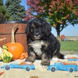 Parker/Bernedoodle									Puppy/Male	/7 Weeks,Parker is a fluffy and friendly Bernedoodle puppy who loves to play! This cutie is socialized, family raised, and ready to meet you. Parker has been seen by a vet and is up to date on shots and de-wormer, plus the breeder provides a 30 day health guarantee as well as an extended genetic health guarantee when this wonderful pup heads home. Hear more about Parker and schedule a visit by calling Rebecca Blank today!