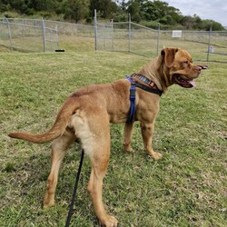 Adopt a dog:Pudge/Dogue de Bordeaux/Female/1 Year 11 Months,Hello there, my name is Pudge! I'm a gorgeous girl looking for my new home!  I'd suit a quieter home with experienced owners who know a bit about my Dogue De Bordeaux Breed. I would love to be included as part of the family, coming inside at times but mainly loving the great outdoors in my own secure backyard with secure 6ft Colorbond fencing to help keep me safe at home. I would be best suited to a home with no small animals, like cats/birds/pocket pets, as I may accidentally chase them. Any children in the home will need to be over 12 years of age and confident around dogs. There is still much to learn about this big, beautiful world. I would benefit from ongoing positive reinforcement training to help me be the best dog I can be! Training takes time, practice and patience, along with lots of love and yummy treats which is all I will ask from you. I know sometimes you have to go out, if you leave me with some fun toys, yum treats, fresh water bowl and a sheltered, snuggly bed, I should be safe and happy until you get home. I would benefit from daily enrichment and interactive feeders to help keep my mind and body active. I get along well with other dogs of a calm, playful and friendly nature, so if you have another dog at home, please bring them in to meet me to make sure we will be friends. Dog parks or off-leash areas are not ideal for me as there may be rude dogs who would rush up to me, and what I really need is a little bit of space to figure them out and build my confidence, before becoming friends. If I sound like the gorgeous girl for you, please come in to meet me. -Level 2 ART Adoption -Quiet Home -Experienced owner -Breed Knowledge -Outdoors Mainly- Must have secure outdoor access -Secure 6ft Colorbond fencing -No small animals (cats, pocket pets, birds, fowl)