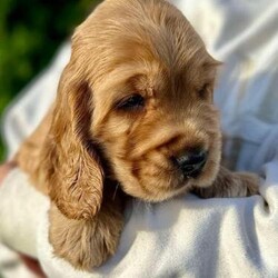 KC reg Red Show Type Cocker Pups FN PRCD-PRA CLEAR/Cocker Spaniel/Mixed Litter/6 weeks,We are delighted to announce safe arrival of our gorgeous puppies. This litter is bred for health and temperament, has fantastic pedigree which is easy to tell just by looking at this pups!
Sire to the litter is fabulous Sandlauga Soul Man.
He has done well at all levels and has his KC stud book number. He is clear/a for FN, PRA, AON and AMS and has a current clear eye test and a current glaucoma test. He has fantastic temperament and so is the Dam to the litter, who is our family pet Fay. Fay is also has superb pedigree
combining top UK and European bloodlines, she is grand daughter to Junior World Champion. She been DNA health tested CLEAR for prcd-PRA, FN,AMS,DM,EIC and Glycogen Storage disease.
No expense been spared raising this litter in our family home with kids and other dogs. Pups will go to new homes being health checked by the vet, regularly wormed and vaccinated up to date and microchipped. They will come with puppy pack
and Free 4 weeks insurance. Viewings are most welcome, £500 deposit secures puppy of your choice.
Genuine enquiries from knowledgeable/ forever loving homes. Please provide details of your experience with dogs and circumstances as our puppies will only go to the best possible homes.