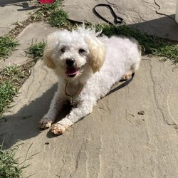 Adopt a dog:Aggie/Bichon Frise/Female/Senior,Hello there, I'm Aggie, a 7 year old Bichon, looking for my (hopefully quiet) forever home. I sure would prefer a female only home, but I wouldn't mind a doggy companion or two. Being home alone is extra scary for me, so I would love if you were home often. The good news is, I don't need a fence since I don't plan on ever letting you out of my sight. I truly hope this isn't too much to ask for, I just want to feel safe and loved. 

Aggie has many fears that she's slowly overcoming in her foster home. Like steps, she can now go up and down them, but please don't ask her how that went, she would rather not talk about it. The outside world is big and intimidating, Aggie is perfectly fine exploring it through a window. She will, however, go on short walks while she continues to grow accustomed to leashes. Aggie is doing well with potty training, as long as she is taken out regularly. She gets along great with her foster siblings and wouldn't mind having some doggy friends to call her own. 

If you need a quiet, low key couch potato companion, then Aggie is the one for you. She wants nothing more than to be by your side, all day long. Unless you're vacuuming, then she will absolutely be far away from you. She is up to date on shots, preventatives microchipped and spayed. Will you be the one to help Aggie become the dog she was always meant to be? 

Aggie is being fostered in Berks County, PA and all household residents and canines will need to be willing to travel there for a meet and greet. 

Kennel License 9117
PO Box 2372
Reading, PA 19608