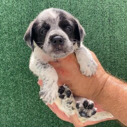 Adopt a dog:Ryder/German Wirehaired Pointer/Male/Baby,Puppy Alert!  Ryder is 6 weeks old, and we expect him to be about 35 lbs fully grown.  He is the sweetest of his litter, calm and a little goofy.    

Ryder's Mom, Aura, was rescued from a desolate area in the forest where she was dumped after being someone's pet.  She was very lucky to be found as there are no food sources where she was left.  A friend of our rescue brought her to us and agreed to foster while we looked for a home.  Aura was obviously pregnant when she arrived, so we waited for babies and were not disappointed!.  

Ryder is an outgoing, happy typical puppy and wants nothing more than to snuggle with our workers and play with his friends.  He will do well as an only pup or an addition to a home with a doggy present already.  He is great with other dogs, cats and kids.  

Our rescue is in Puerto Rico.  We have over 600,000 roaming dogs on island at any given time, so we are looking for a home in the states.  These puppies will be ready to fly any time after December 30, 2024.  We are busy getting them fully vaccinated, microchipped, spayed/neutered and socialized so they can come to their families happy and healthy.  Once adopted, we will fly them to an airport near you for pick up.  We take care of the cost of flying your pup to you.   

If you are interested in our baby, please fill out an application and we will reach out to chat and get you approved.  

https://www.theluvingpawsfoundation.org/adoption-applicatio