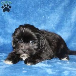 Xavier/Teddy Bear									Puppy/Male	/9 Weeks,Meet Xavier a handsome black first generation Shichon who is started on potty training and crate training. This cutie is started on potty training & crate training!  This little coal colored puppy will not have any health issues that will adversely affect their health. While other Teddy Bear Puppies may suffer from health issues as they age, this pup will have no predispositions to health concerns!  Each pup in this litter is up to date on shots and dewormer and vet checked! We offer the option for microchipping and a 1 Year Genetic Health Guarantee! 