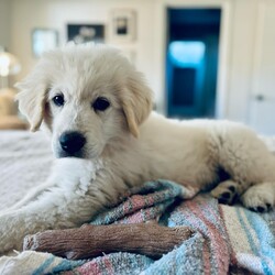 Adopt a dog:Hannah (GP Puppies)/Great Pyrenees/Female/Baby,RTH minimum adoption age is 25 years old.

APPLICATION REQUIRED (CUT & PASTE THIS LINK)
https://www.shelterluv.com/matchme/adopt/RTH-A-253

Date of Birth: 07/08/2024
Location: Currently located in Conroe, Texas. The cost of transport to an approved adopter is included in the adoption fee.

This beautiful girl, Hannah is part of yet another accidental unwanted litter in east Texas.  Hannah is a all the things great about puppies, too cute, playful, full of puppy antics and just a sweet friendly girl.  Hannah is good with kids and dogs.  we are sure she would be good with cats as well with proper introductions. 


**Note - RTH enforces a strict spay/neuter policy. All pets adopted from RTH must be spay/neutered. An additional spay/neuter deposit applies to all pets that are adopted prior to being altered.