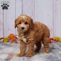 Zandra/Mini Goldendoodle									Puppy/Female	/8 Weeks,Meet Zandra, a sweet and affectionate Mini Goldendoodle ready to find her forever home. Raised with love by our family, Zandra has been well-socialized and is great with kids and other pets. She’s been vet-checked, is up to date on her vaccinations, and has already been dewormed, so she’s all set for her new adventures. Zandra has a gentle, loving personality that will make her the perfect addition to any family. If you’re looking for a loyal and playful companion who’s ready to fill your home with joy, Zandra is waiting to meet you!