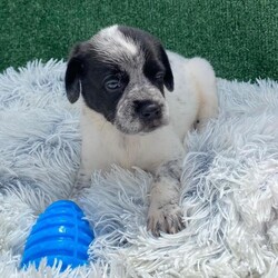 Adopt a dog:Ryder/German Wirehaired Pointer/Male/Baby,Puppy Alert!  Ryder is 6 weeks old, and we expect him to be about 35 lbs fully grown.  He is the sweetest of his litter, calm and a little goofy.    

Ryder's Mom, Aura, was rescued from a desolate area in the forest where she was dumped after being someone's pet.  She was very lucky to be found as there are no food sources where she was left.  A friend of our rescue brought her to us and agreed to foster while we looked for a home.  Aura was obviously pregnant when she arrived, so we waited for babies and were not disappointed!.  

Ryder is an outgoing, happy typical puppy and wants nothing more than to snuggle with our workers and play with his friends.  He will do well as an only pup or an addition to a home with a doggy present already.  He is great with other dogs, cats and kids.  

Our rescue is in Puerto Rico.  We have over 600,000 roaming dogs on island at any given time, so we are looking for a home in the states.  These puppies will be ready to fly any time after December 30, 2024.  We are busy getting them fully vaccinated, microchipped, spayed/neutered and socialized so they can come to their families happy and healthy.  Once adopted, we will fly them to an airport near you for pick up.  We take care of the cost of flying your pup to you.   

If you are interested in our baby, please fill out an application and we will reach out to chat and get you approved.  

https://www.theluvingpawsfoundation.org/adoption-applicatio