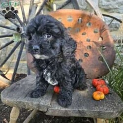 Lil Grizzly/Cavapoo									Puppy/Male	/9 Weeks,Lil Grizzly will be the perfect addition to your home. He is playful and attentive. He is good with children and other pets. Check him out soon. 