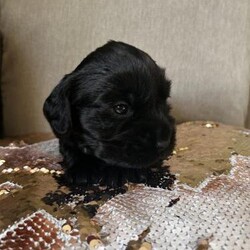 Beautiful Cocker spaniel puppies/Cocker spaniel/Mixed Litter/3 weeks,Here we have 3 Healthy cocker spaniel puppies. 
A litter of 5 we currently have 2 girls and 1 boy available. 
Mum is a black working cocker spaniel and dad is a roan show cocker. 
Beautiful healthy pups, currently 3 weeks old so not ready to leave for another 5 weeks. Brought up in the family home with children, dogs and a cat. Used to household noises, handled daily and extremely loved. 
All puppies will be vet checked, first vaccine and microchipped and up to date on worm and flea treatment! 
£650