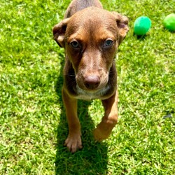 Adopt a dog:Gunnar/Australian Kelpie/Male/2 Months,Hi there! I’m Gunnar, an adorable 11-week-old Kelpie, and I’m searching for my forever home. I came to the shelter with my mom and siblings when I was just 7 days old, and while I’ve loved my time here, I’m ready for a place where I can truly shine! I’ve got a gentle heart and a curious spirit, but I can be a bit shy and nervous, especially around big dogs. I’m the kind of pup who prefers a calm atmosphere—loud noises and too much excitement can be a bit overwhelming for me. That’s why it’s super important to meet any furry siblings before I join your family! I’d do best with a calm adult dog who can help me feel safe and show me the ropes. I need someone who really understands my breed—Kelpies are smart and active, and I want to learn all the things! Positive reinforcement training is a must; I’m eager to soak up knowledge and grow into the best version of myself. Access to both indoor and outdoor spaces is essential, as I love to explore at my own pace and sniff out all the new sights and smells! Since I’m still a bit sensitive, I can’t go home with kids under 12. If you’re an experienced Kelpie lover and can provide a nurturing, quiet environment, I’d be over the moon to meet you! Together, we can embark on some amazing adventures and create wonderful memories. I can’t wait to find my special person! Requirements:  If you think that your home would be a good fit please fill out an application online at   and the team at BARC will be in touch to arrange a meet and greet.