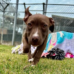 Elbow Eddie/American Staffordshire Terrier/Male/7 Months,Hi there! My name’s Eddie, and I’m a little guy with a BIG personality—and trust me, it’s impossible not to fall for my charm. When I first arrived, I wasn’t feeling too great, but thanks to some TLC from the amazing staff, I’m back on my paws and putting on some healthy weight. I’m still catching up on growing strong bones and muscles, so my new family will need to keep me on a high-quality diet to help me reach my full (adorable) potential! I may be small, but I’ve got a big brain and I’m ready to learn! I’ve already started mastering some basics like walking on a leash and sitting, but I’m really looking for someone who’s ready to take my training to the next level. I love learning new things, especially when you make it fun with positive training and cool enrichment toys. Oh, and I still get pretty excited about food, so a slow feeder or puzzle toys will definitely help me pace myself at mealtime! I do best with older kids who can be part of my training team—together we’ll learn all the house manners! I’ve also met a few dogs here at the shelter and had fun playing, but I’m still working on my social skills. So if you’ve got a tolerant, friendly dog at home, I’d love to learn the ropes from them. If you’re looking for a little buddy with a lot of love and potential, I might just be your perfect match! Requirements: -Must meet all family – Must meet all dogs -Children over 12 – Indoor/outdoor access – Ongoing training Not suitable for homes with small pets (cats, pocket pets, birds, fowl) If you think you could give me a loving home, please head online and apply for me at   or call 0477 064 192