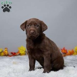 Crystal/Chocolate Labrador Retriever									Puppy/Female	/8 Weeks,Meet Crystal, a sweet and friendly Labrador Retriever who’s ready to become a part of your family! Raised with lots of love, Crystal is a wonderful companion who adores people and enjoys being around children. She’s vet checked, microchipped, and up to date on her vaccines and dewormer, so she’s all set for her new home. Crystal is always up for an adventure or just a cozy cuddle. If you’re looking for a loyal friend who will fill your home with joy, Crystal is the perfect match. Come meet her today and make her a part of your family!