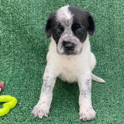 Adopt a dog:Ryder/German Wirehaired Pointer/Male/Baby,Puppy Alert!  Ryder is 6 weeks old, and we expect him to be about 35 lbs fully grown.  He is the sweetest of his litter, calm and a little goofy.    

Ryder's Mom, Aura, was rescued from a desolate area in the forest where she was dumped after being someone's pet.  She was very lucky to be found as there are no food sources where she was left.  A friend of our rescue brought her to us and agreed to foster while we looked for a home.  Aura was obviously pregnant when she arrived, so we waited for babies and were not disappointed!.  

Ryder is an outgoing, happy typical puppy and wants nothing more than to snuggle with our workers and play with his friends.  He will do well as an only pup or an addition to a home with a doggy present already.  He is great with other dogs, cats and kids.  

Our rescue is in Puerto Rico.  We have over 600,000 roaming dogs on island at any given time, so we are looking for a home in the states.  These puppies will be ready to fly any time after December 30, 2024.  We are busy getting them fully vaccinated, microchipped, spayed/neutered and socialized so they can come to their families happy and healthy.  Once adopted, we will fly them to an airport near you for pick up.  We take care of the cost of flying your pup to you.   

If you are interested in our baby, please fill out an application and we will reach out to chat and get you approved.  

https://www.theluvingpawsfoundation.org/adoption-applicatio