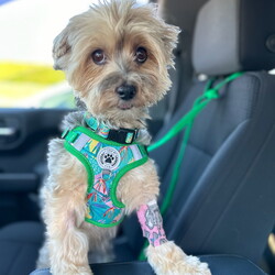 Adopt a dog:Mariah/Maltese/Female/Adult,You can fill out an adoption application online on our official website.Hello, My Name is Mariah, I am a 9-year-old female, Morkie weighing 12.5 lbs. I came into rescue due to my owner passing away. I should be groomed every 6 to 8 weeks. I am a healthy girl and even had my dental cleaning, so my teeth are beautiful again
I am looking for a family who will take me on car rides and walks. I am house trained and crate trained (but would rather hang out on the couch or in a dog bed). I do love cats, but when they run, I have to investigate and run after them. I don't hurt them, I'm just curious. I do like other dogs my size, I haven't been one to play here at my foster home, but I love to watch what everyone else is doing. I like to be by my foster mom's side when she is cooking or sitting on her chair. When she isn't around, I lay between my foster dad's legs on his recliner. I sometimes whine when in the crate to get your attention. I only want to be with you. I love sleeping in the bed but will need stairs to get up and down. I walk on a leash and do love car rides. I like kids, but I try to stay out of the way of them playing. With me being 9, I love long naps and someone who would let me cuddle with them whenever I want.
To adopt Mariah, please complete an adoption application at peacelovepoms.rescuegroups.org. The $350 adoption donation ($250 for senior citizens 65+) includes core vaccines (Rabies, Parvo/Distemper, and Bordatella), Accuplex (Heart worm and Lyme test), fecal, microchip, bloodwork, spay, dental, and all the love you can handle!
PA Kennel License 17652
Lebanon, PA