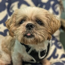 Adopt a dog:Chum Chum & Artica/Shih Tzu/Male/Young,Chum Chum is a  4-year-old male Shih Tzu weighing approximately 11 pounds. He is very friendly happy and affectionate.   He is bonded with his sister and they must be adopted together. Chum Chum is heartworm negative and on monthly preventative.
Artica is a 12-year-old Bichon Frise weighing 12 pounds. She is heartworm positive and we are doing slow kill due to her age. She is sweet friendly and lovable. She is bonded with her brother Chum Chum and they must be adopted together. The adoption donation for the pair is $600 which includes spay/ neuter vaccinations Artica  heartworm treatment and microchip.  
We are only able to adopt within the state of Florida.  
We have a page on our website that explains our adoption process, and contains a link to our adoption application.  Here is the link:
https://www.aforeverhomeanimalrescue.org/adoption-information.html