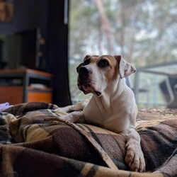 Adopt a dog:Katie/Mastiff/Female/6 Years 6 Months,Hello, I'm Katie, a lovely 6-year-old Mastiff gal with a heart full of love. I’m looking for a forever home where I can be the queen of the castle as the only pet. I'm a gentle giant who's past the puppy stage, so I won't need much training. I promise to be the best couch companion and the most loyal friend you'll ever meet. I would thrive in a home where someone works regular hours and can provide me with a secure outdoor space, like a fenced backyard, where I can bask in the sun and roll in the grass. Although I'm a big girl, I have a mild temperament and would be perfect for a household with older dog experienced children. I’m not fussy or demanding – all I ask for is love, a few daily walks, and a cozy spot to snooze. I enjoy watching the birds but can be a little too enthusiastic with them, so I'm not suited to a home with pet birds. I’m looking forward to spending my days making you smile, receiving pats, and giving you all the love I have to offer. Can you provide a loving home for a big-hearted girl like me? I promise to fill your home with doggy love!