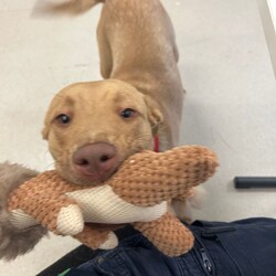 Adopt a dog:Callie/Labrador Retriever / American Staffordshire Terrier/Female/1 Year,Hi there! I’m Callie, a spirited young Lab X with a heart full of love and big feelings about life. I will need an experienced owner who will understand that I can be quite the bundle of energy, especially when I meet new people and doggies. I thrive on mental and physical activities, so I’ll need someone who can keep up with my playful spirit and help me learn how to regulate my excitement.  I can be a little shy around unfamiliar people at first, so it’s important that I meet all family members gradually. I promise I warm up once I feel comfortable, and I appreciate gentle handling while I get to know everyone and with lots of yummy treats! When it comes to other dogs, I get a bit overexcited if they barks at me first, but I really do love making new friends! If you help me meet new dogs in a calm manner, I’ll show you my best social side! I’d love it if you could be home more often when I first arrive in your home; it’ll help me adjust to my new surroundings and get settled in. With your guidance, I can learn to decompress and enjoy the world around me. If you’re looking for a sweet, endearing companion who just needs a little patience and understanding, I might just be the perfect match for you! Lots of love, Callie xo -Experienced owner -Must meet all family -No children under 15 -Must meet all dogs  -Someone home moreoften than not