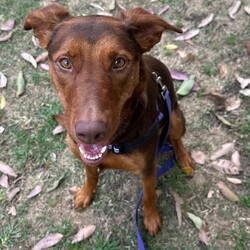 Northern/Australian Kelpie/Female/2 Years 1 Month,Hello there, I'm Northern! I'm a young and energetic Australian Kelpie girl, almost two years old and raring to go on adventures with you. I'm a high-energy type of gal, always ready to play, run, and learn new things. I've been told I'm a quick learner, always eager to discover and understand the world around me. Life's a game and I play it with passion and vigor. I would love to have a human who can join me in my daily explorations and experiences. Are you up for it? I promise to make it worth your while with my playful antics and heartwarming companionship. Being an Australian Kelpie, I need a home with someone who understands and appreciates my breed. I require both physical and mental stimulation, so someone working average work hours would be perfect. We'd have plenty of time to bond and I promise to keep you entertained! I will need to be the only dog in the home as I have not had much expose to other dogs and I find them a bit scary at the moment. Children in the home will have to be older and calmer as I am still learning about life and a home with some routine and predictability is exactly what I need. Requirements: If you think I could be the pretty fun loving girl for you, please head into the shelter today to say hi!!