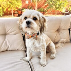 Adopt a dog:Harrison/Maltese/Male/Young,Harrison is a very special young dog, who is affectionate, curious, and playful. He is quiet and gentle, but also funny and goofy when he's comfortable with his surroundings. He is very loyal and loves his human friends. He is very smart!!! He loves to cuddle on the couch and give lots of kisses.  Harrison would do best in a home with or with or without other dogs but definitely needs to be able to have dog play dates!!! . He is a friendly, loyal, and gentle dog who would be the perfect companion for someone looking for a sweet, smart dog to join their family. If you think Harrison is the one for you, let’s chat! Text or call 408-849-1080 for more info or go directly to his application. >==> www.hispawsandtsils.com/adopt