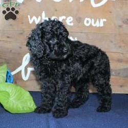 Kathy/Mini Labradoodle									Puppy/Female	/6 Weeks,Are you searching for a Mini Labradoodle who will have a hypoallergenic coat and feel soft and snuggly like a Poodle? We have been specializing in multigenerational Mini Labradoodles for years and have finally perfected the coat textures of our puppies so that you can enjoy the happy go lucky personality of the Labrador with the convenience of the Poodle coat! Our puppies come up to date on shots and dewormer and will be vet checked before they leave. We offer a 1 Year Genetic Health Guarantee as well! If you are looking for the perfect pup this fall contact us today! 