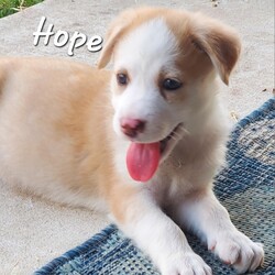 Adopt a dog:Hope DD/Husky/Female/Baby,Meet *Hope*, the little snuggle bug with a heart full of love! Sweet and gentle, she's the type of puppy who will melt into your arms and steal your heart without a second thought. While she's playful like her siblings, Hope is also the kind of pup who loves winding down with some quality cuddle time. If you're looking for a forever friend who will brighten your days and be by your side for every moment, Hope is your girl! 
*Ready to give Hope the best life ever?* Get your application in soon-she's waiting for someone *AWESOME* like you!

Local adoption fee is $250 (in TX)
Out of state adoption fee is $550 (includes transport to your area)