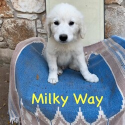 Adopt a dog:me/Great Pyrenees/Male/Baby,Introducing the HALLOWEEN Litter:

Meet MILKY WAY, CANDY CORN, SNICKERS (3 boys) AND LOLLIPOP (only girl)!

They are Great Pyrenees x Lab pups we have in our Rescue - they were born 20 August and are staying at a wonderful foster home in Houston. They  are well socialized and will continue to get lots of attention from their foster family. They were around 12lbs at 9 weeks but will grow to be 75-85lbs.

They are sweet, cuddly pups! They love to play with all people and each other. 

They are up to date on their baby vaccinations and microchipped.
Candy is very sweet, plays well with others but doesn't mind napping alone.
Milky Way is a smaller guy, extremely social, loves pets and gives kisses.
Snickers is the largest pup, more independent but plays well with others, galloping goofball.
Lollipop is a SWEET SWEET girl, likes her quiet time but also loves to romp and run.

The puppy must be neutered/spayed before he/she is 1 year old - once this is done by your vet, Twilight Tails will give you a rebate of $100.

They are being fostered in Fulshear TX but we can have them brought to PA on rescue transport (once adopted) which brings dogs up once a month.

Each adoption fee is $395 plus $30 for a health certificate and $220 for transport.

Please complete the application on this link:
https://forms.gle/iCDkiVT5FwJYhezn8

Or email ular.sandra@gmail.com for an application.

Once your application is approved, we can arrange a FaceTime session for you to meet him.