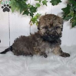 Macy/Bich-Poo									Puppy/Female	/8 Weeks,Meet your new best friend, Macy! This beautiful bichpoo puppy is vet checked and up to date on shots and deworming. Macy is well socialized and playful but also loves to cuddle. If you would like more information on how you can welcome Macy into your home please contact us today. 