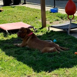 Nala/Dogue de Bordeaux/Female/4 Years 12 Months,Hello there! My name is Nala and I'm a lovely Dogue de Bordeaux. I'm nearly 5 years old, but don't let that fool you, I'm still full of life and love. I love to nap in the sun and go for leisurely walks – and of course I love treats! I'm a low energy dog, I promise to be the perfect companion for those cozy nights in. I'm looking for a home where I can be the only dog; I love all the attention! I can't wait to find my forever home and become your best friend. I'd prefer older children as I can be a bit boisterous and would prefer a calm, consistent household. Requirements: Nala is such a sweet and beautiful girl, sure to brighten up your life! Come on in and say hi! Love and dribbles, Nala!