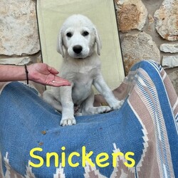 Adopt a dog:me/Great Pyrenees/Male/Baby,Introducing the HALLOWEEN Litter:

Meet MILKY WAY, CANDY CORN, SNICKERS (3 boys) AND LOLLIPOP (only girl)!

They are Great Pyrenees x Lab pups we have in our Rescue - they were born 20 August and are staying at a wonderful foster home in Houston. They  are well socialized and will continue to get lots of attention from their foster family. They were around 12lbs at 9 weeks but will grow to be 75-85lbs.

They are sweet, cuddly pups! They love to play with all people and each other. 

They are up to date on their baby vaccinations and microchipped.
Candy is very sweet, plays well with others but doesn't mind napping alone.
Milky Way is a smaller guy, extremely social, loves pets and gives kisses.
Snickers is the largest pup, more independent but plays well with others, galloping goofball.
Lollipop is a SWEET SWEET girl, likes her quiet time but also loves to romp and run.

The puppy must be neutered/spayed before he/she is 1 year old - once this is done by your vet, Twilight Tails will give you a rebate of $100.

They are being fostered in Fulshear TX but we can have them brought to PA on rescue transport (once adopted) which brings dogs up once a month.

Each adoption fee is $395 plus $30 for a health certificate and $220 for transport.

Please complete the application on this link:
https://forms.gle/iCDkiVT5FwJYhezn8

Or email ular.sandra@gmail.com for an application.

Once your application is approved, we can arrange a FaceTime session for you to meet him.