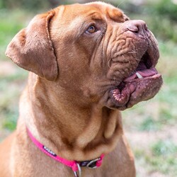 Nala/Dogue de Bordeaux/Female/4 Years 12 Months,Hello there! My name is Nala and I'm a lovely Dogue de Bordeaux. I'm nearly 5 years old, but don't let that fool you, I'm still full of life and love. I love to nap in the sun and go for leisurely walks – and of course I love treats! I'm a low energy dog, I promise to be the perfect companion for those cozy nights in. I'm looking for a home where I can be the only dog; I love all the attention! I can't wait to find my forever home and become your best friend. I'd prefer older children as I can be a bit boisterous and would prefer a calm, consistent household. Requirements: Nala is such a sweet and beautiful girl, sure to brighten up your life! Come on in and say hi! Love and dribbles, Nala!