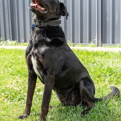 Frankie/Labrador Retriever / Australian Kelpie/Male/7 Years 3 Months,Hey there my name is Frankie and I am an older fella who is looking for my new forever home where I can spend my days relaxing in the sun and my nights cuddling while watching some Netflix with my humans!! A little about me, I will need a quieter home with no children as I need a predictable home life. I would love to have indoor and outdoor access so that I can explore the yard and then curl up in a nice comfy spot to sleep. I also have a good association with crates and find these comforting so settling up a crate as a safe haven is a great idea for me. I will need an owner who is experienced with dogs and has some knowledge when it comes to training, I respond well to positive reinforcement training and will need this in my new home. I will need a nice secure yard to explore and nap in and I will also need to be the only animal in the home. I can walk at distance from other dogs but get uncomfortable when they come close so I won't be the boy that can go to off lead areas or cafes that are heavy with dog traffic. Requirements: -Must meet all family -Adult Only Home -Must be only dog -Quiet Home -Experienced Owner  ﻿**If you are interested is giving this wonderful pet a home please visit our website and complete an expression of interest 