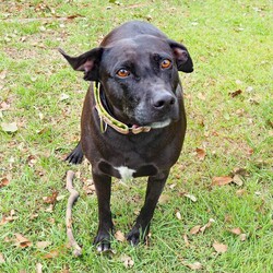 Indigo/Labrador Retriever / Dalmatian/Female/8 Years 10 Months,Hello, lovely humans! I’m Indigo, a mature lady Labrador mix with a gentle spirit, looking for my forever home. At 8 years, I'm past my puppy phase and have a calm, mild temperament that's perfect for seniors or those who prefer a peaceful home environment. I would love to be your loyal companion, so I'm seeking a home where someone is present most of the time. I thrive in a serene atmosphere, so a quiet, calm household would be ideal for me. I promise I don't require much – just your love, and a little bit of your time for minimal training. During my shelter stay I have made so many doggy friends, we go on long walks together and play in the yards, for an old girl I still have plenty of zest about me! So if you have another dog already living in the home that's great, bring them in so I can meet them!! Also, I would appreciate a secure outdoor space where I can enjoy the sun and fresh air during the day. I’m looking for someone who can cater to my simple needs and provide a loving home for my senior years. In return, I promise to give you unconditional love, loyalty, and countless wagging tails. Will you be my forever human? My adoption fee is $500 & I come desexed & microchipped, with my vaccinations, flea, tick & worming treatments all started
