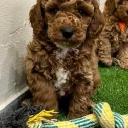 Adopt a dog:SOLD Hello Im Fred Im a F1b Cockapoo/F1b Cockapoo/Male/8 weeks,Hello Im Fred all my information is below if you would like to take me home get in touch with my human mummy to see if you can offer me a suitable home :-)


We have a stunning litter of F1b Cockapoos from fully health tested lines so our puppies WILL NOT suffer from the health problems both parent breeds can suffer from .


Announcement - We have had a litter of F1b Cockapoos born mum and puppies are doing well we have boys and girls available please read my full advert before contacting me thank you.

You can also check out my Facebook page Tamila Miniatures Cockapoos Bengals and Miniature Horses scroll down my page to view pics and vidoes of my previous puppies and where they are born and brought up and enjoy my pics and videos of my miniature horses :-) You can also follow their progress on my page :-)

Remember when viewing a puppy you MUST see at least the mother
NEVER buy a puppy if your unable to see the mother ,.

Dad
to the puppies is our homebred fully health tested Kc Reg Red Miniature Poodle
he is health tested for the following:

Progressive Retinal Atrophy - CLEAR

Progressive Retinal Atrophy - PRA-PRCD - CLEAR

Neonatal Encephalopathy - CLEAR

Von Willebrand Disease Type 1 - CLEAR

Degenerative Myelopathy - CLEAR

MUM
is our
F1 Cockapoo who is also fully health tested

Puppies leave with copies of all the parents tests and dads Kc pedigree

My puppies are a little more expensive than other puppies but please read all my advert to understand why thankyou .

Puppies will be around 12-16 inches at the shoulder making them a meduim sized dog and perfect family pet they should
also be non moulting as they are F1b ,,These
will be outstanding puppies and will be in a 4 feed routine and part house trained when they leave us so we will not home them to full time workers as their routine needs to be ongoing ...please read on

 They will leave me at 8 weeks with :

1st vaccine and full vet health check (Document provided)

Microchipped (As law by now and document provided.)

They will be on 4 feeds when they leave and will come with a 2kg bag of Beta Puppy Complete the food they will be weaned onto

A diet sheet

Puppy Toilet Training Planner

Our Pet Contract

They will have been wormed with Panacur at 2,4,6 and at 8 weeks with Milbemax and this will cover them up to 10 weeks so when your puppy goes for 2nd vaccine at 10 weeks you can discuss his/her future worming plan ....this is extremely important to your puppy and your family .

A scent blanket with smells of Mum and littermates as this will be the only familiar thing your puppy leaves with and will help him settle on his journey and into his/her new home ...imagine leaving everything you know and going off with strange people to a new strange new home ,the blanket will help this be a positive part of your puppy's life as his/her early experiences are extremely important to make him/her a well adjusted dog :-)

A toy and chew, puppies and indeed your grown up puppy will require chews all their lives as an essential part of their dental programme .

My puppies will leave having had their first bath and had their fist experience of the clippers as in their future they will have to be groomed and clipped so again this is to ensure their first experience is a good one .

They also have their first car trip to vets with their litter mates again to make sure this is a positive experience before they leave for their new homes , I also spend
time explaining the best way to transport your puppy and always make sure puppies who have a long journey to their new home leave at the best possible time of day to ensure he/she is due a sleep and its works a treat !

 Cockapoos are very intelligent quick to learn and amazing with kids so make a fantastic family dog ...they want to be a family member so we like our puppies to go to families but will also make a superb companion to retired people as long as they can get their walks !

I can also help with bedding, best puppy set up at their new home and tips on helping your puppy settle in to their new home . If you are lucky enough to reserve one of my puppies I will forward you a list of exactly what your puppy will come and what I suggest you get before your puppy arrives home with you . Im extremely picky
where my puppies go so please dont be upset if I ask you lots of questions as to what home you can offer one of my puppies and I WILL NOT HOME TO FULL TIME WORKERS SO PLEASE DONT ENQUIRE IF YOU WORK AND CANT TAKE YOUR DOG WITH YOU THANK YOU .

I can provide recomendations from families and couples who have given our puppies forever homes

If you have managed to read all the above and think you can offer one of my puppies a special home please email or telephone for a chat and I will answer all your questions more the better !

All deposits are non-refundable unless there is a problem with the puppy on the vet check

Our puppies will ONLY be available to familes /people who dont work 9-5pm NO Texts will be answered
Thankyou for reading