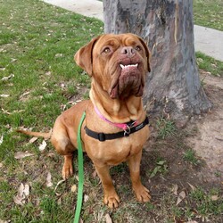 Nala/Dogue de Bordeaux/Female/4 Years 12 Months,Hello there! My name is Nala and I'm a lovely Dogue de Bordeaux. I'm nearly 5 years old, but don't let that fool you, I'm still full of life and love. I love to nap in the sun and go for leisurely walks – and of course I love treats! I'm a low energy dog, I promise to be the perfect companion for those cozy nights in. I'm looking for a home where I can be the only dog; I love all the attention! I can't wait to find my forever home and become your best friend. I'd prefer older children as I can be a bit boisterous and would prefer a calm, consistent household. Requirements: Nala is such a sweet and beautiful girl, sure to brighten up your life! Come on in and say hi! Love and dribbles, Nala!